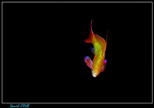 Anthias "à la Mitsch" :-D - sooo beautiful by Daniel Strub 
